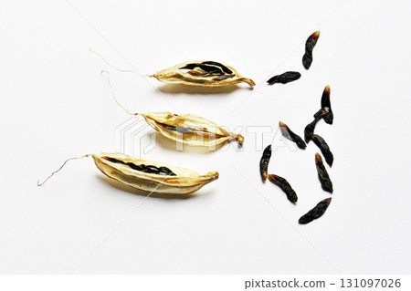 Black seeds of agapanthus in pods (autumn, September) 131097026