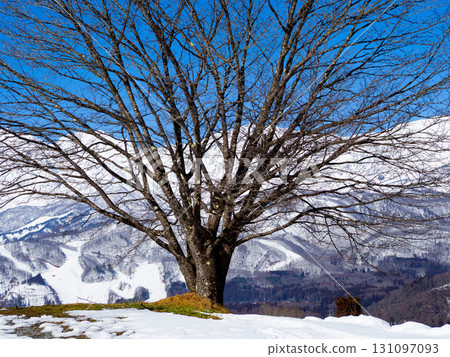 長野縣白馬村晴朗的天空和白雪皚皚的北阿爾卑斯山 長野縣白馬村晴朗的天空和白雪皚皚的北阿爾卑斯山 131097093