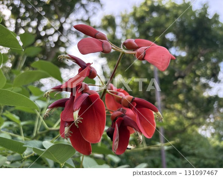 Red flower blooming on a tree, American Deigo Red flower blooming on a tree, American Deigo 131097467