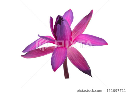 Lotus flower isolated on white background Lotus flower isolated on white background 131097711