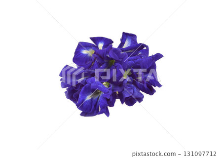 Butterfly Pea isolated on white background Butterfly Pea isolated on white background 131097712
