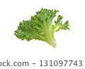 Fresh Frillice Iceberg Lettuce isolated on  white background. 131097743