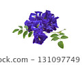 Butterfly Pea flower on white background 131097749