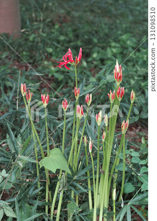 多多羅沼公園雕塑小徑兩旁盛開的石蒜花 多多羅沼公園雕塑小徑兩旁盛開的石蒜花 131098510