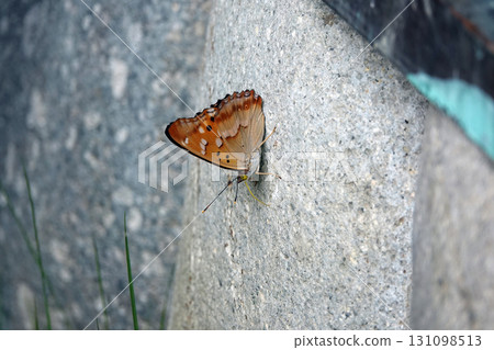 Male purple butterfly. 131098513
