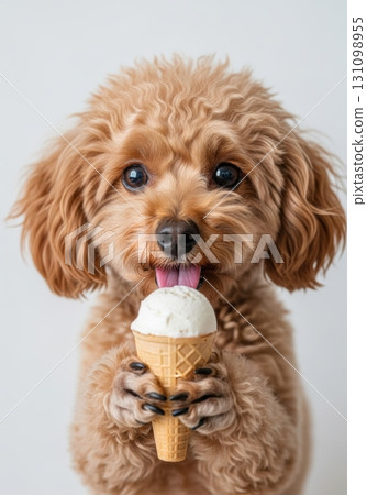 Cute toy poodle eating ice cream Cute toy poodle eating ice cream 131098955