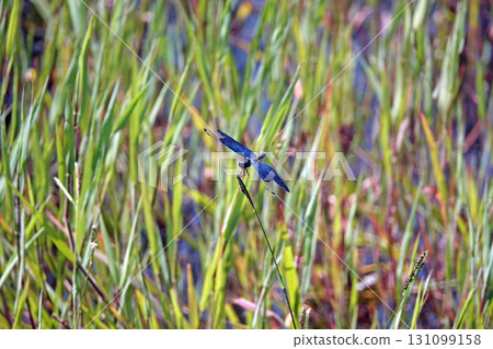 A dragonfly resting on a grass stem. A dragonfly resting on a grass stem. 131099158