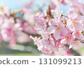 Pink cherry blossoms in full bloom 131099213