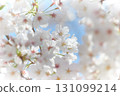 Cherry blossoms in full bloom 131099214