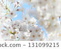 Cherry blossoms in full bloom 131099215