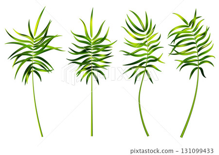 Palm leaves of tropic trees. Vector jungle green branch isolated on white background. Realistic foliage of exotic plant. Set of floral decoration elements. 131099433