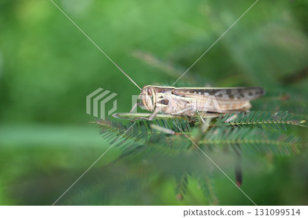 Ground locust (Tsuchinago) 131099514
