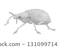 Giant green weevil_pencil drawing 131099714