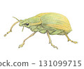 Giant green weevil_colored pencil drawing 131099715