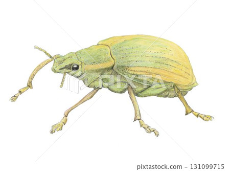 Giant green weevil_colored pencil drawing 131099715