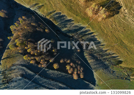 Aerial top down view of autumn trees shadow on green meadow Aerial top down view of autumn trees shadow on green meadow 131099826