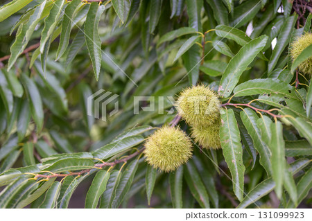 chestnut tree chestnut autumn material 131099923