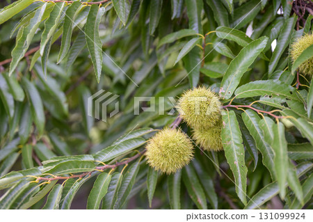栗子樹 栗子 秋天 素材 栗子樹 栗子 秋天 素材 131099924