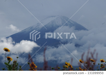 富士山、雲彩和黃色的波斯菊 131099950