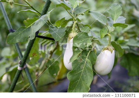 White eggplant, white eggplant, eggplant, autumn, September, image 131100071