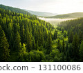 Lush Forest Landscape. Serene Green Nature Background, The Beauty of Forests. AI Generated. 131100086
