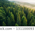 Lush Forest Landscape. Serene Green Nature Background, The Beauty of Forests. AI Generated. 131100093