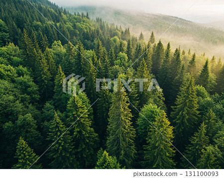Lush Forest Landscape. Serene Green Nature Background, The Beauty of Forests. AI Generated. 131100093