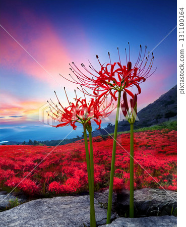A cluster of red spider lilies in the gradation of autumn colors against the sunset sky - A field of bright red flowers blooming on a rocky area_Vertical 131100164