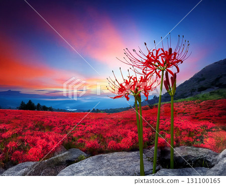 A landscape of cluster amaryllis blooming in the sunset sky and autumn gradation - A bright red flower field blooming on a rocky area_Horizontal 131100165