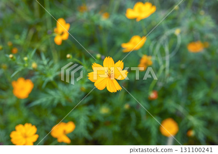 Cosmos flowers orange autumn flowers September Cosmos flowers orange autumn flowers September 131100241