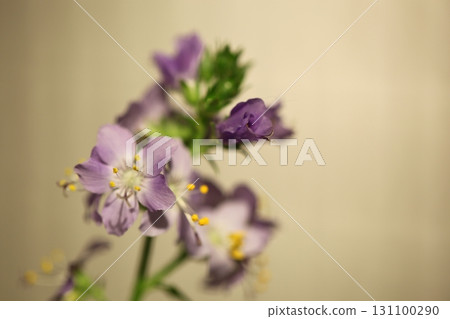 Hanashinobu flower Hanashinobu flower 131100290