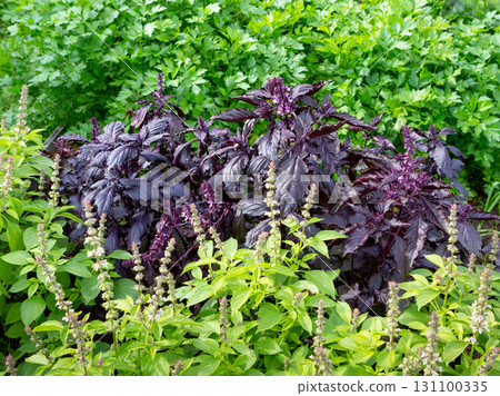 Vegetable in organic farm field. Basil and parsley growing. Vegetable in organic farm field. Basil and parsley growing. 131100335