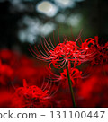 背景模糊的紅蜘蛛百合特寫 — — 秋花微距攝影 131100447