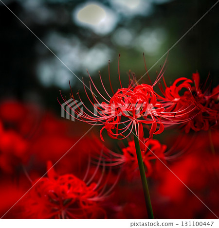 背景模糊的紅蜘蛛百合特寫 — — 秋花微距攝影 131100447
