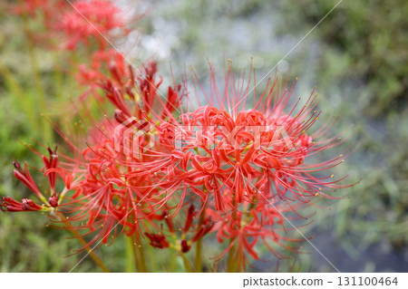 Image of red spider lilies, autumn flowers, September 131100464