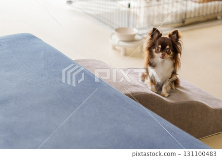 沙發前的寵物坡道和狗狗 131100483