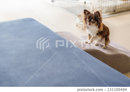 沙發前的寵物坡道和狗狗 131100484