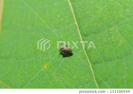 Close-up of a short-winged planthopper 131100544