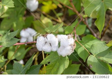 Gossypium cotton flower September image 131100622