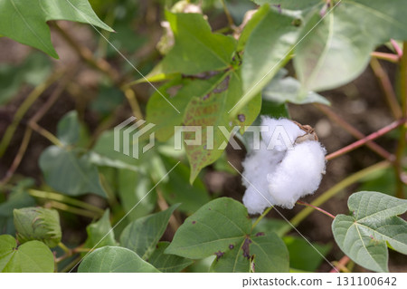 棉屬植物的花九月圖像 131100642