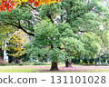 秋天的樹 秋天的樹 131101028