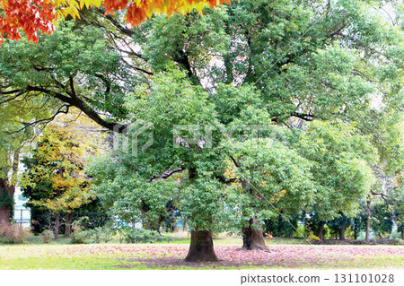 Autumn tree 131101028