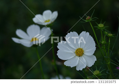 Bloom in the autumn wind 131101075