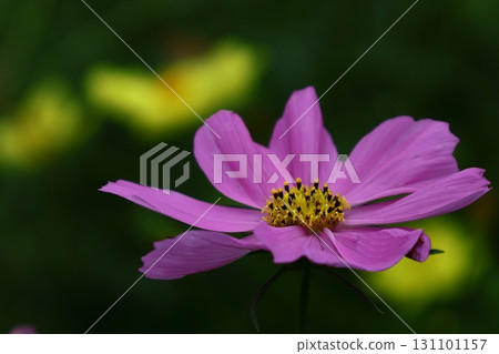 Bloom in the autumn wind Bloom in the autumn wind 131101157