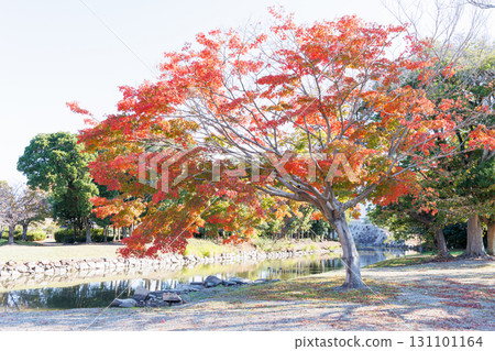 赤穗城廣場的紅葉 赤穗城廣場的紅葉 131101164