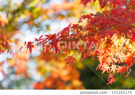 Autumn leaves at Ako Castle Square Autumn leaves at Ako Castle Square 131101173