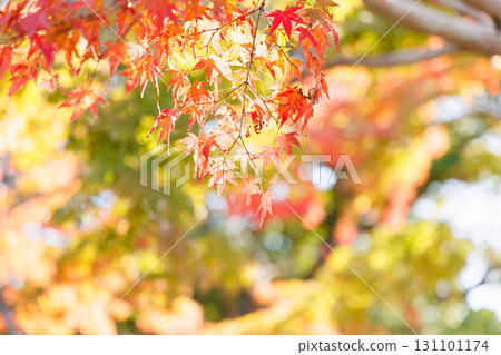 赤穗城廣場的紅葉 131101174