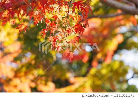 Autumn leaves at Ako Castle Square Autumn leaves at Ako Castle Square 131101175