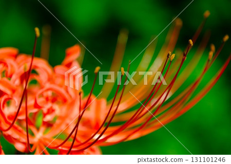 Close up of a red cluster amaryllis 131101246