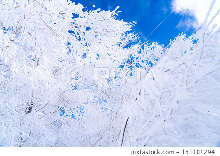 [冬季素材]銀霜風景[長野縣] 131101294